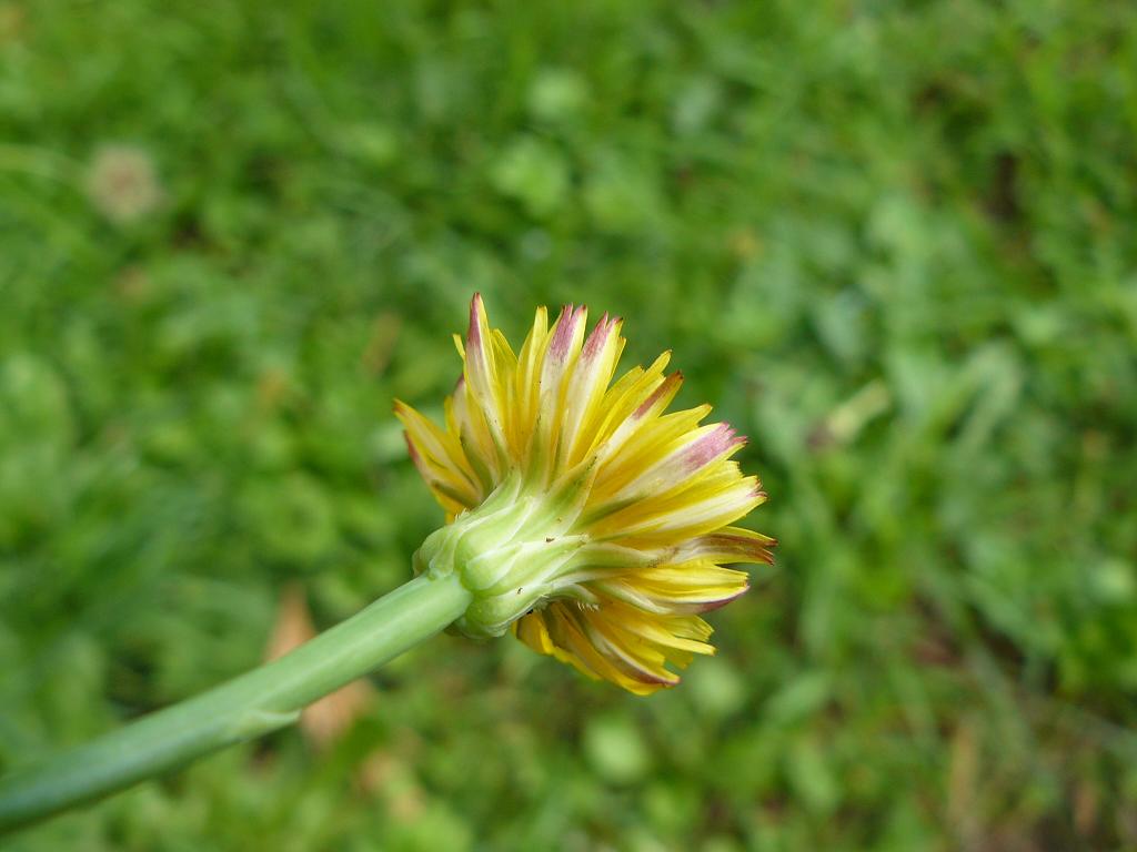 composita fiore giallo: Hypochoeris radicata